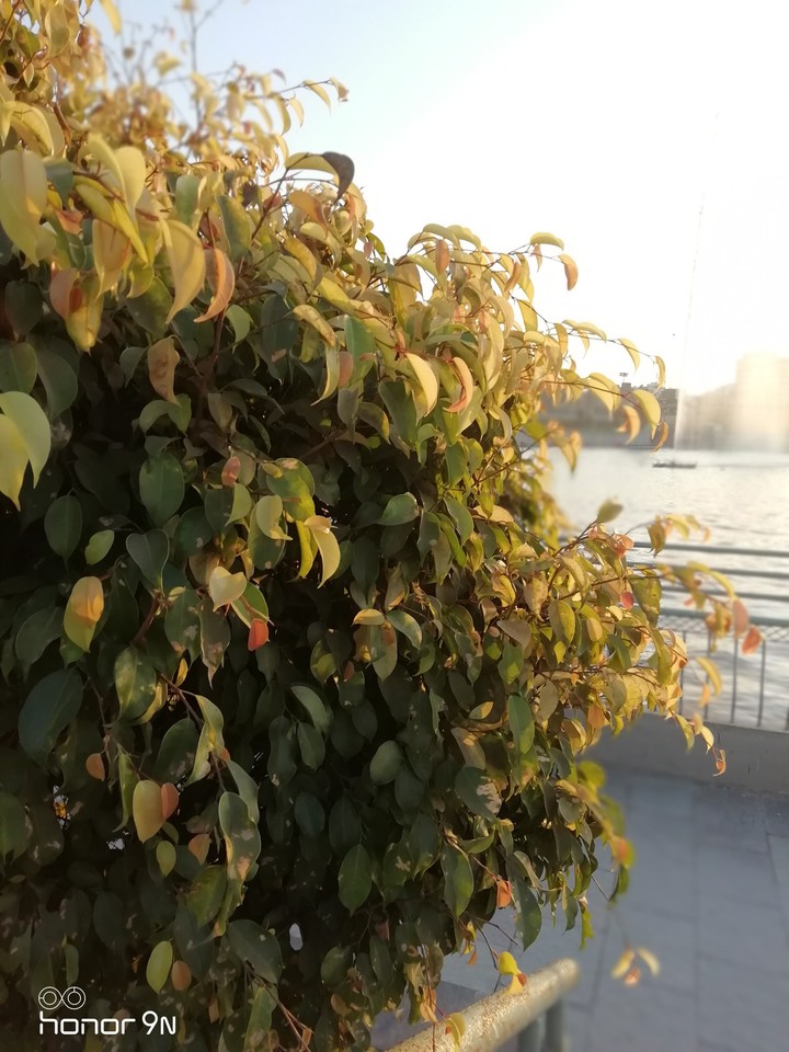 leaves