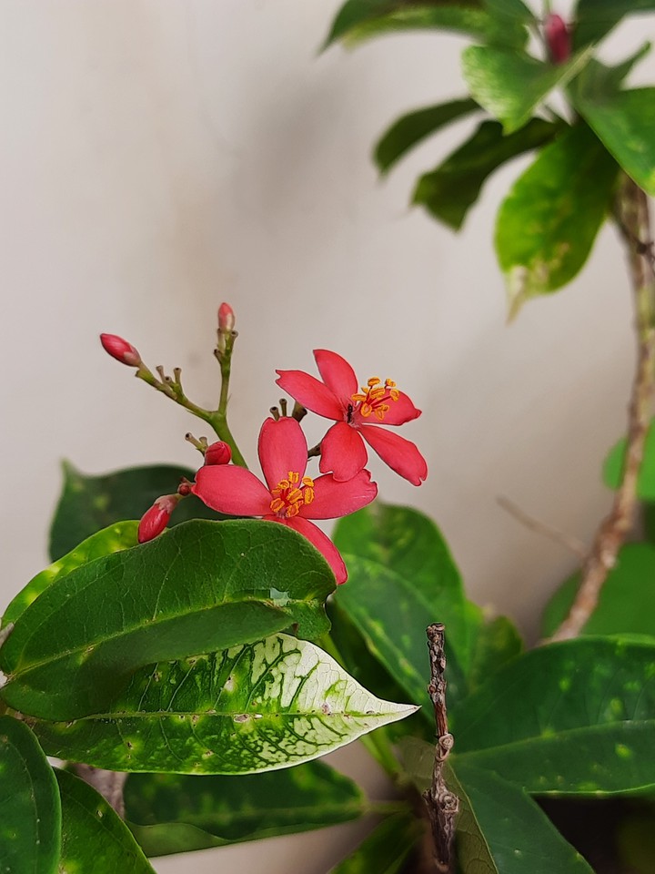 flower