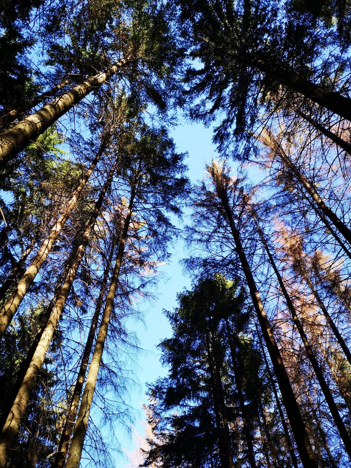 tree