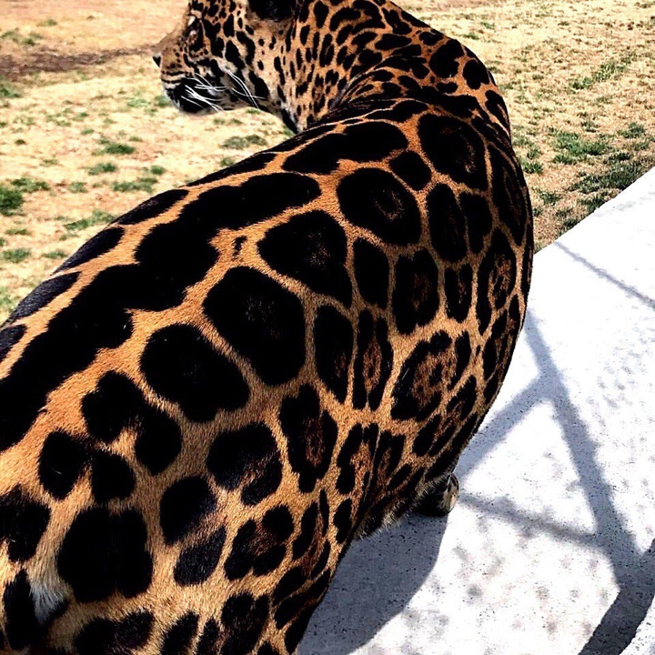 panther