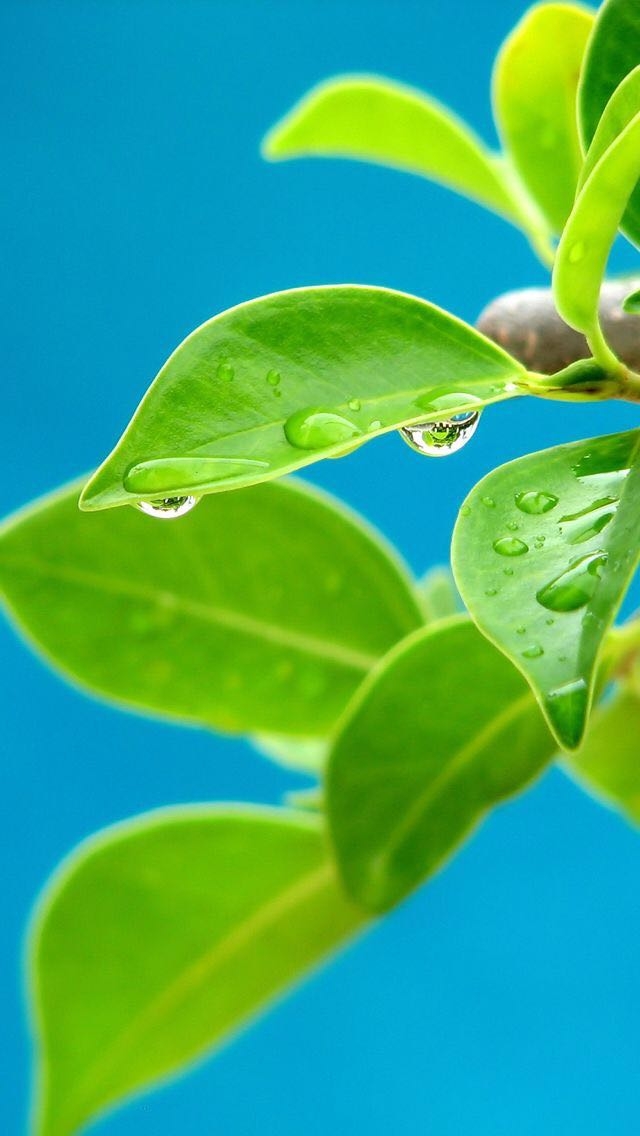Leaf