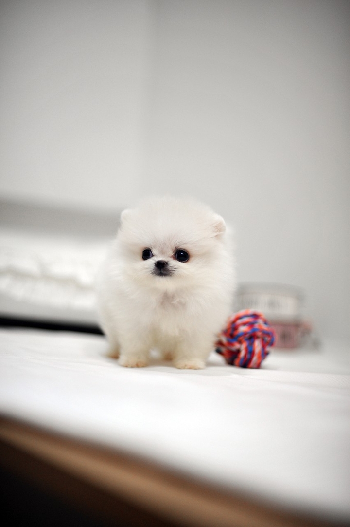 white dog