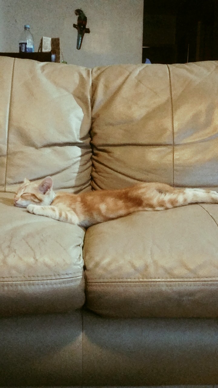 sleepy cat