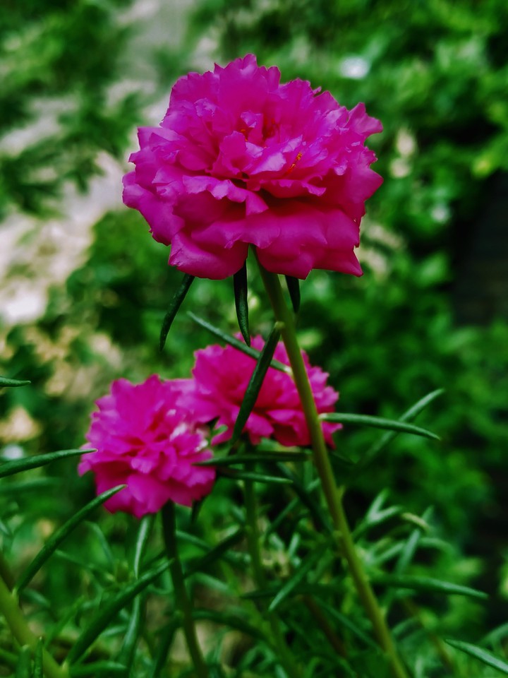 My click