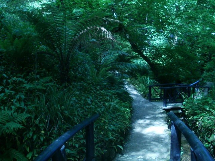 palms .green. bridge