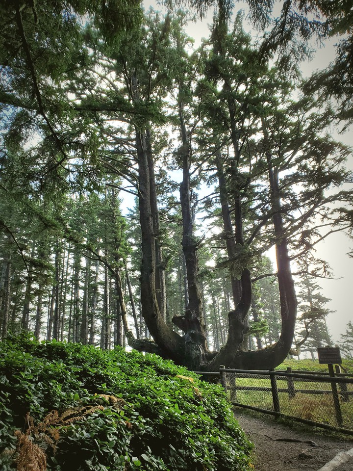 octopus tree