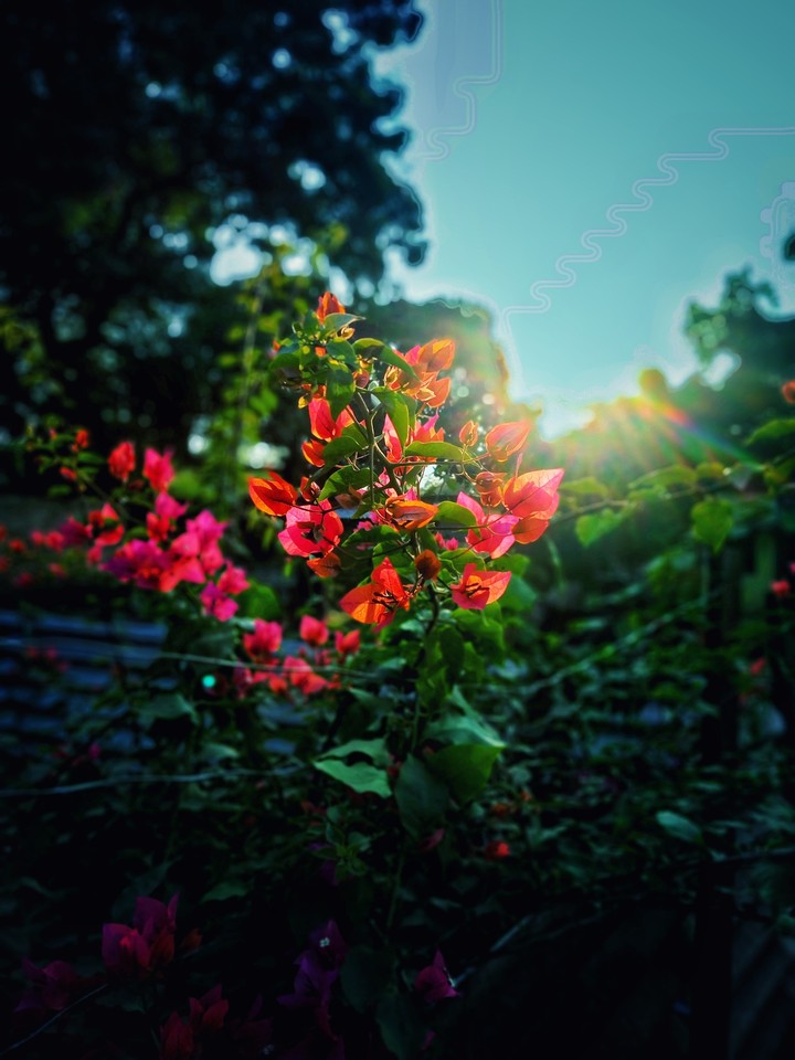 flowers