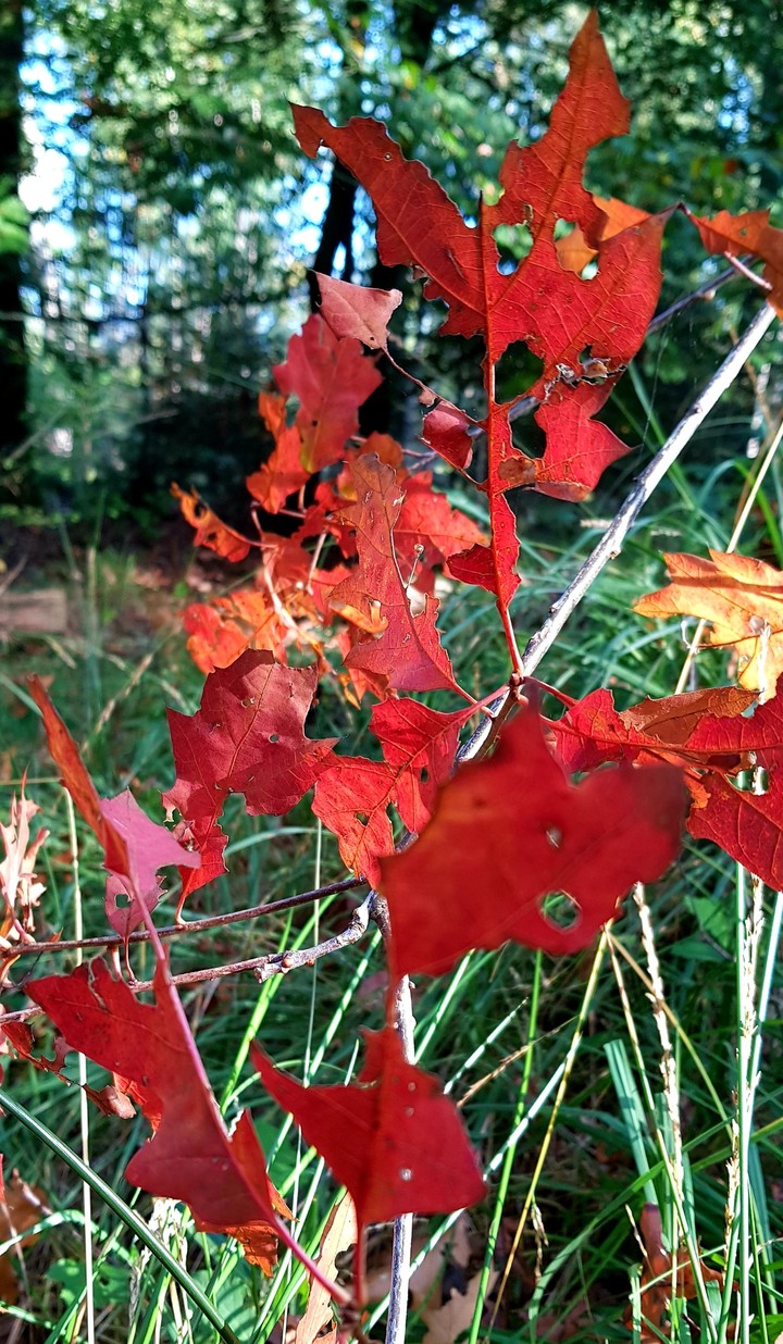 Autumn leaves