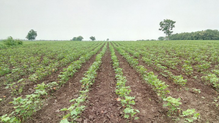 farm
