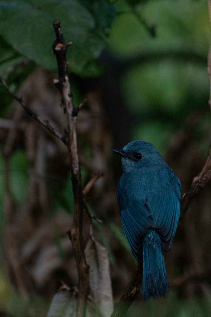 verditer flycatcher