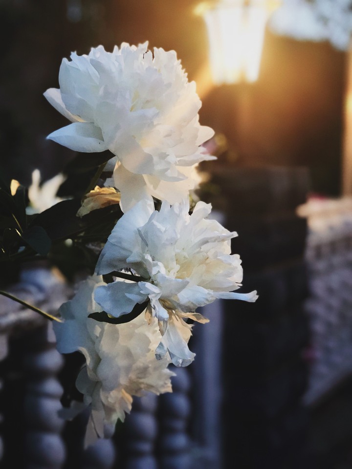 Peonies