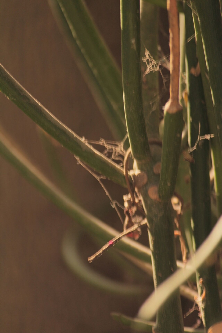 plants