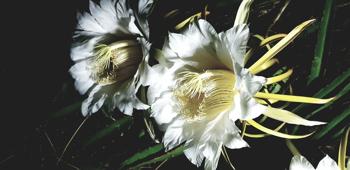 flora
