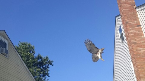 Mid Flight Bliss