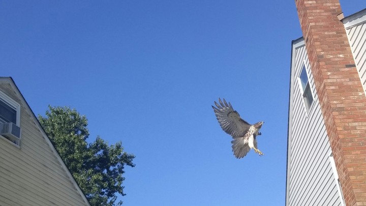 Mid Flight Bliss