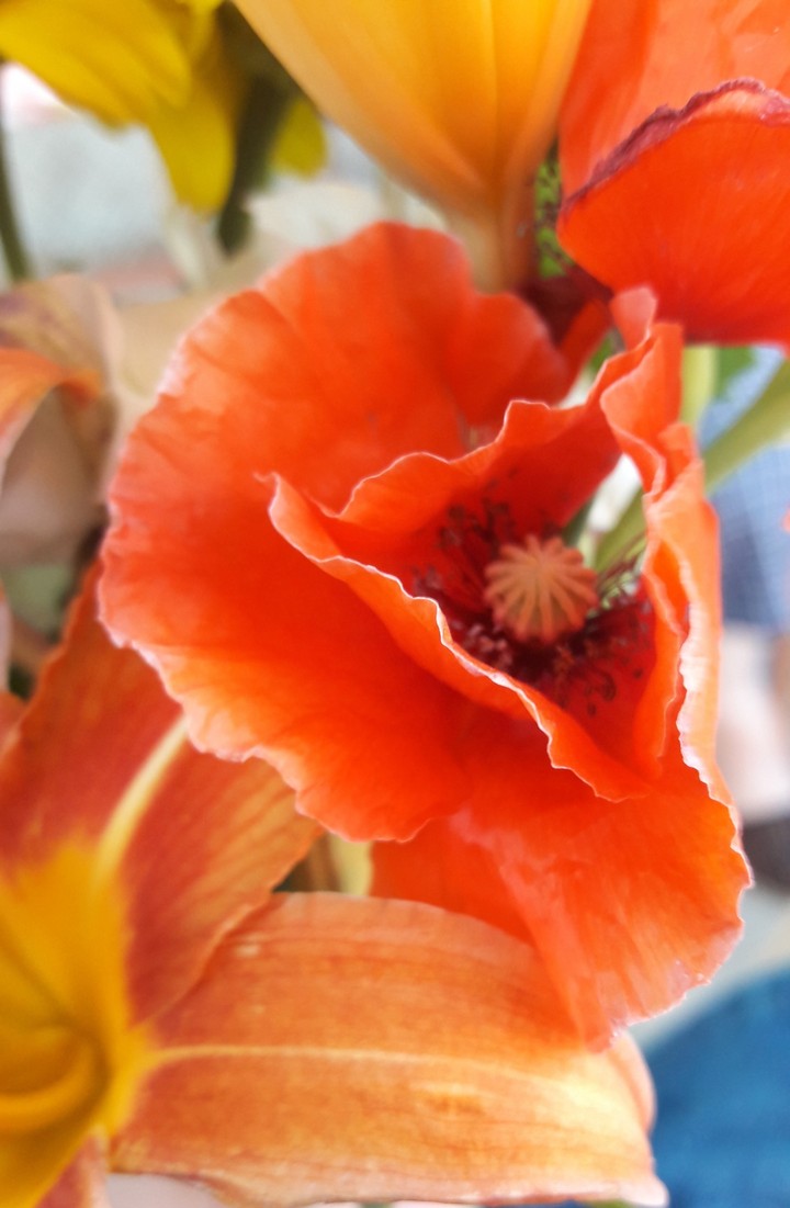 Poppy