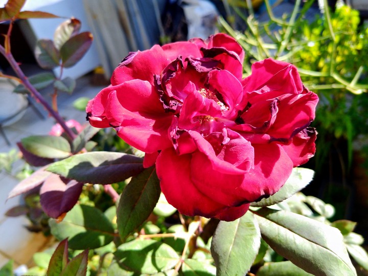 A House with a Rose