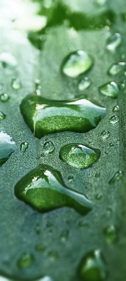 liquid, botany壁纸