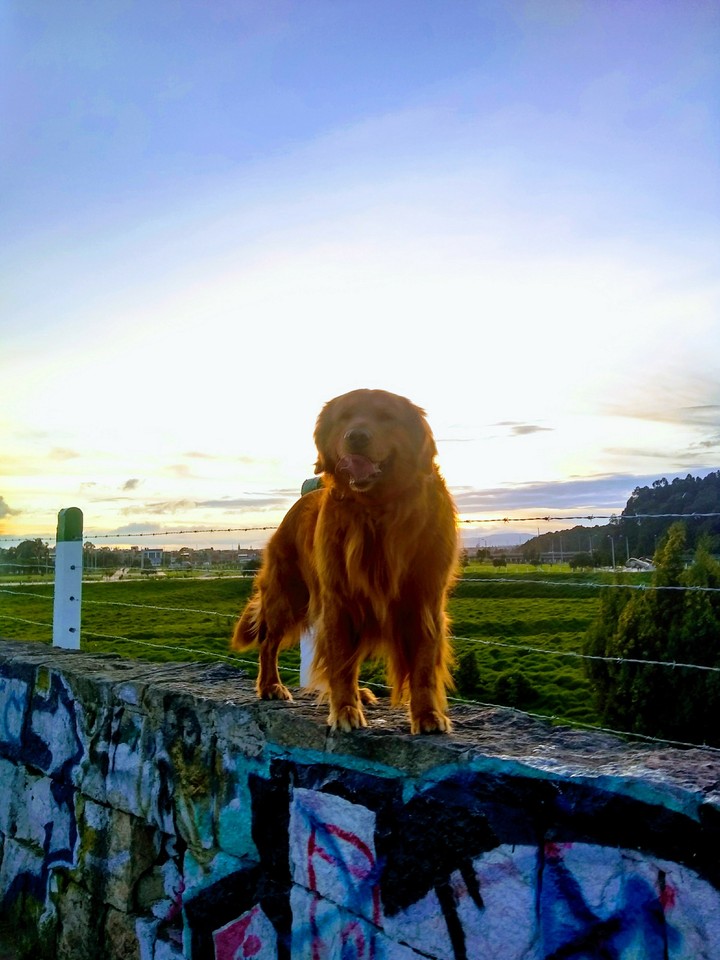 Golden Retriever