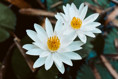 Lotus
