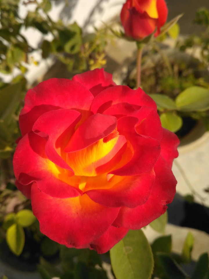 Red rose