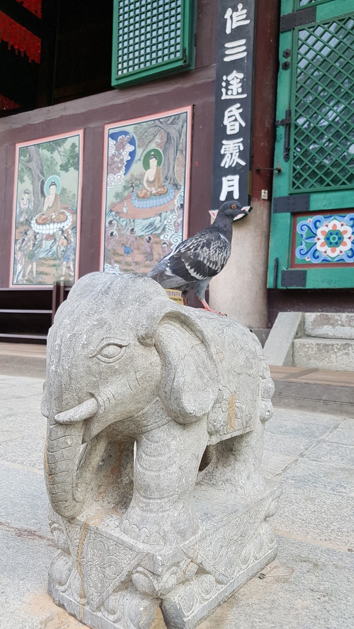 코끼리와비둘기
