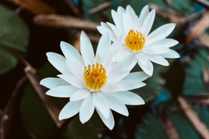 Lotus