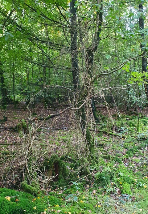 wald