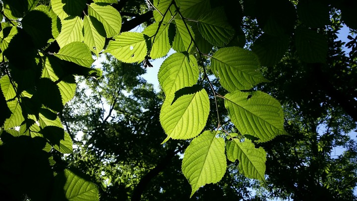 Leaves