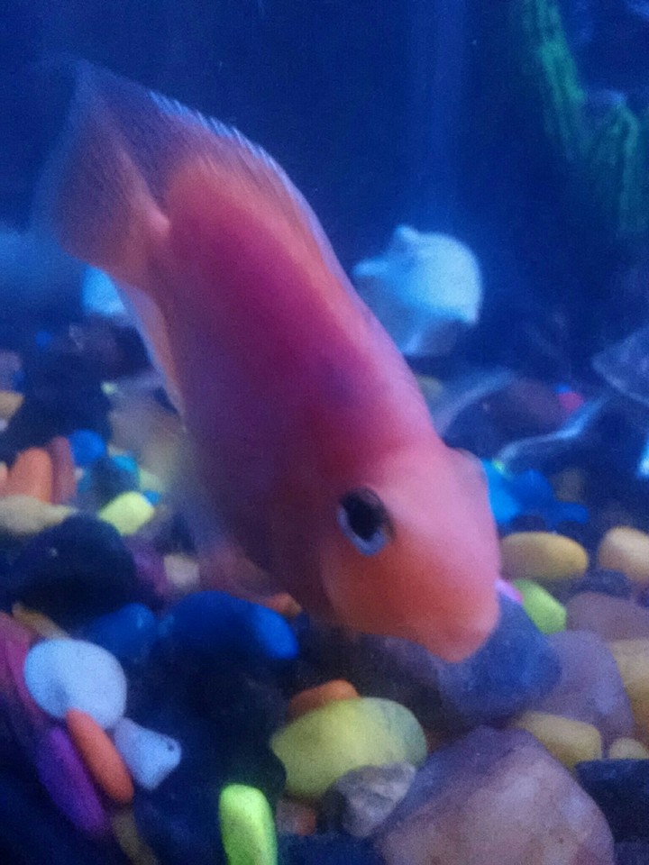 fish fish