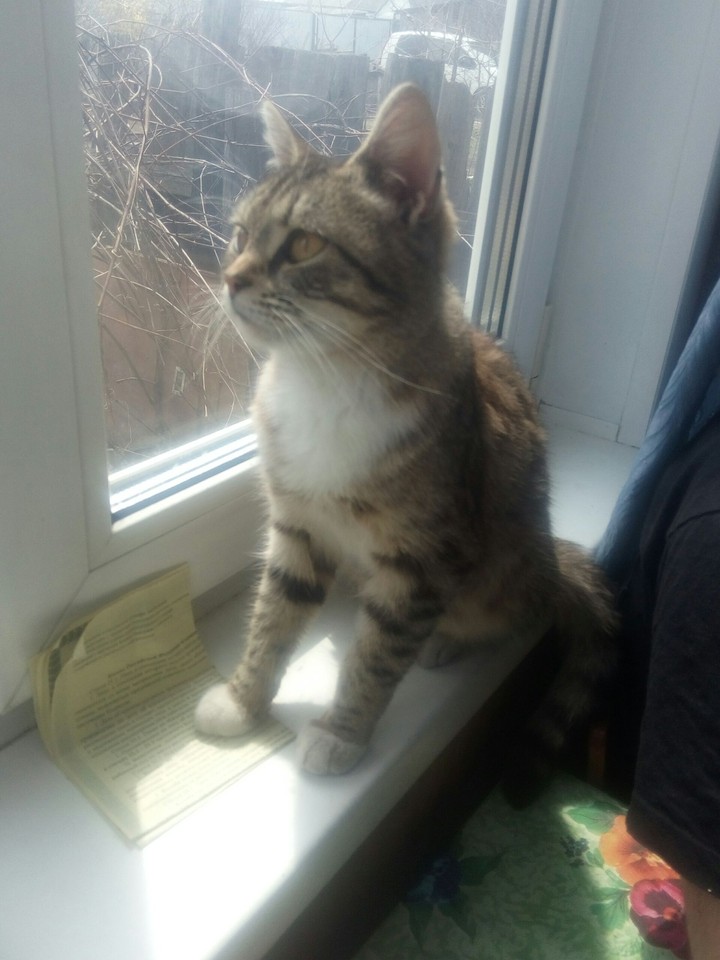 котэ