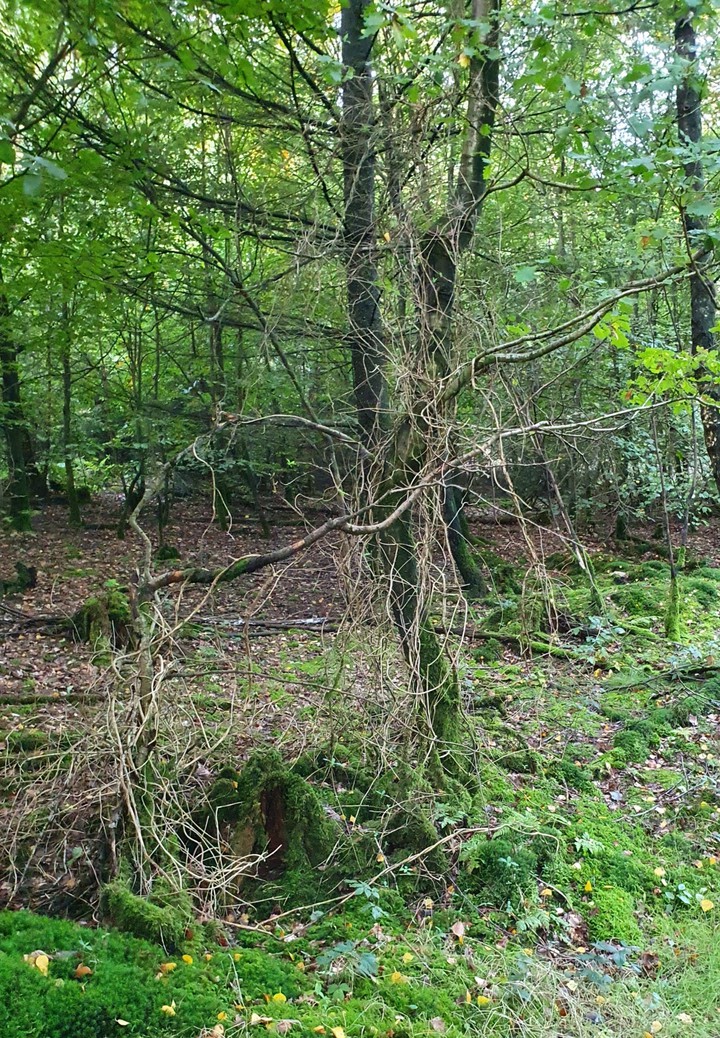 wald