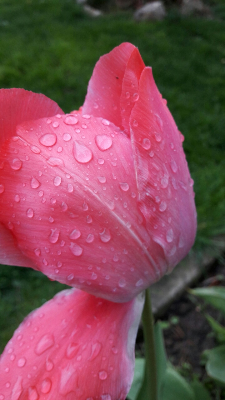 tulip