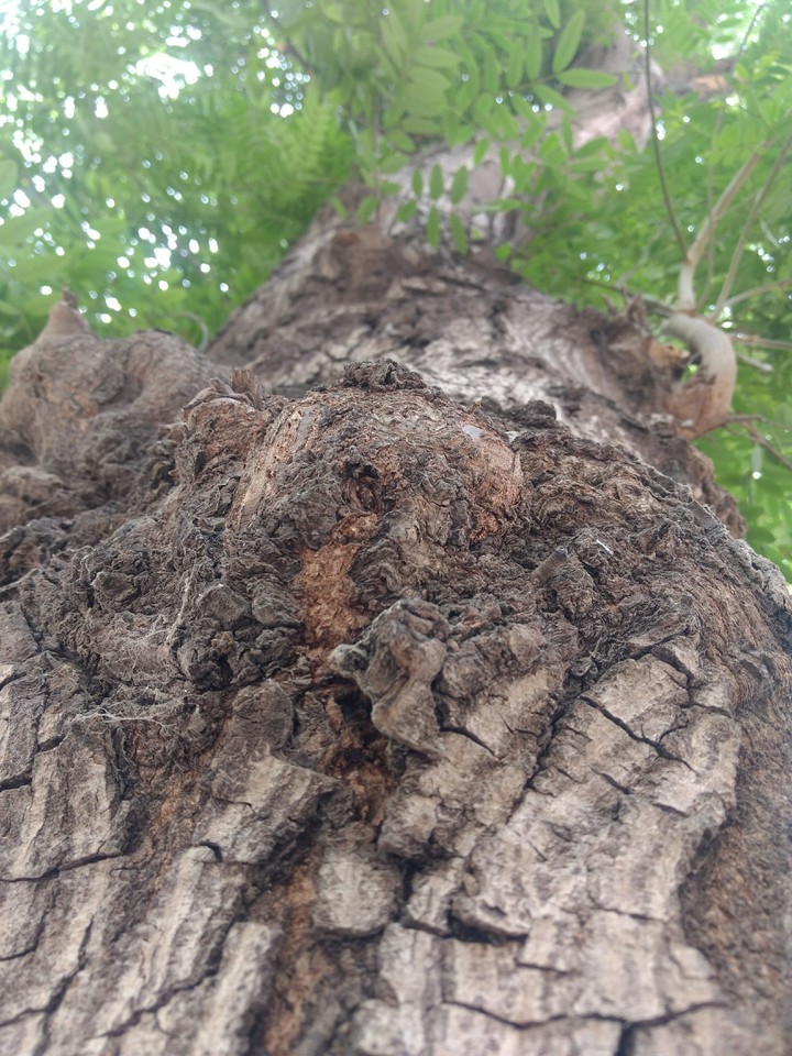 tree
