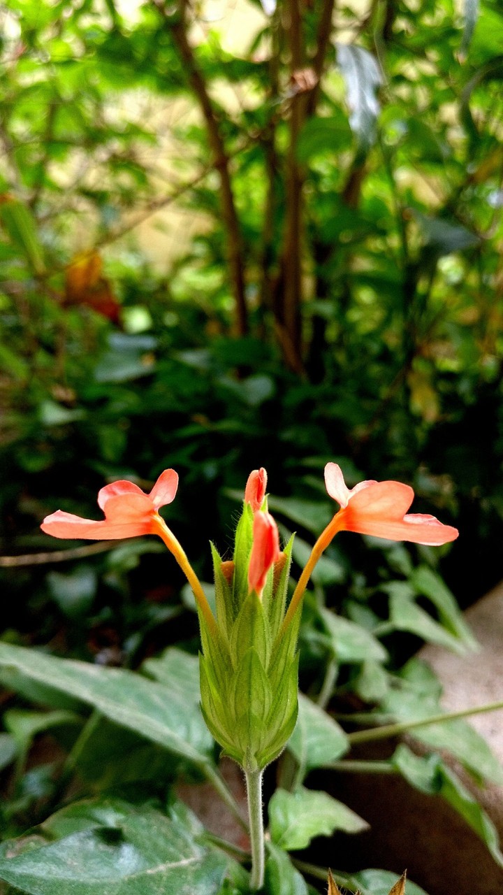 Pair of Flowers