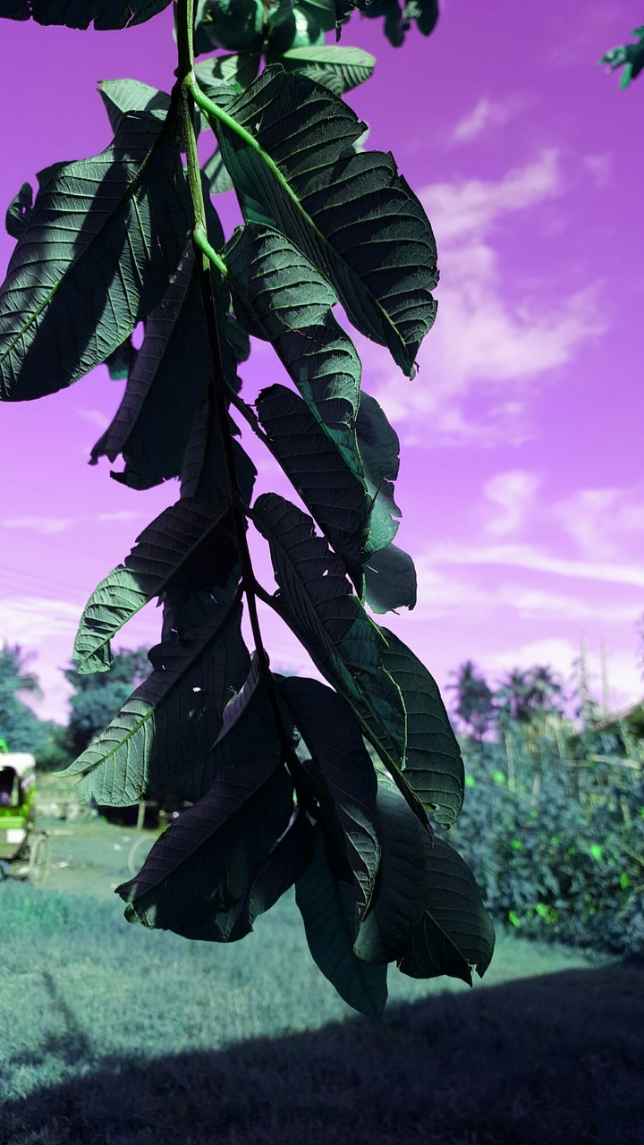 GUAVA leaf