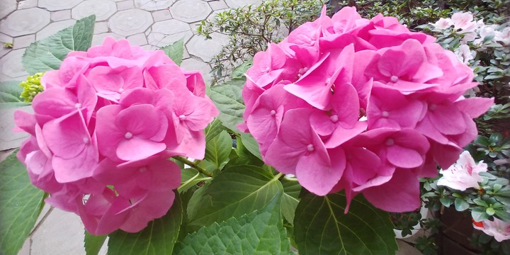 FLOWER