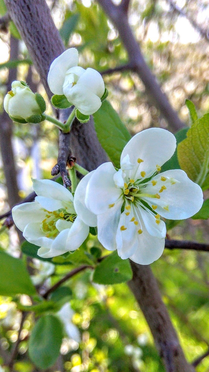 Blossom