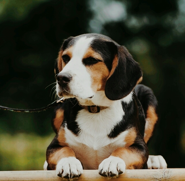 cachorro