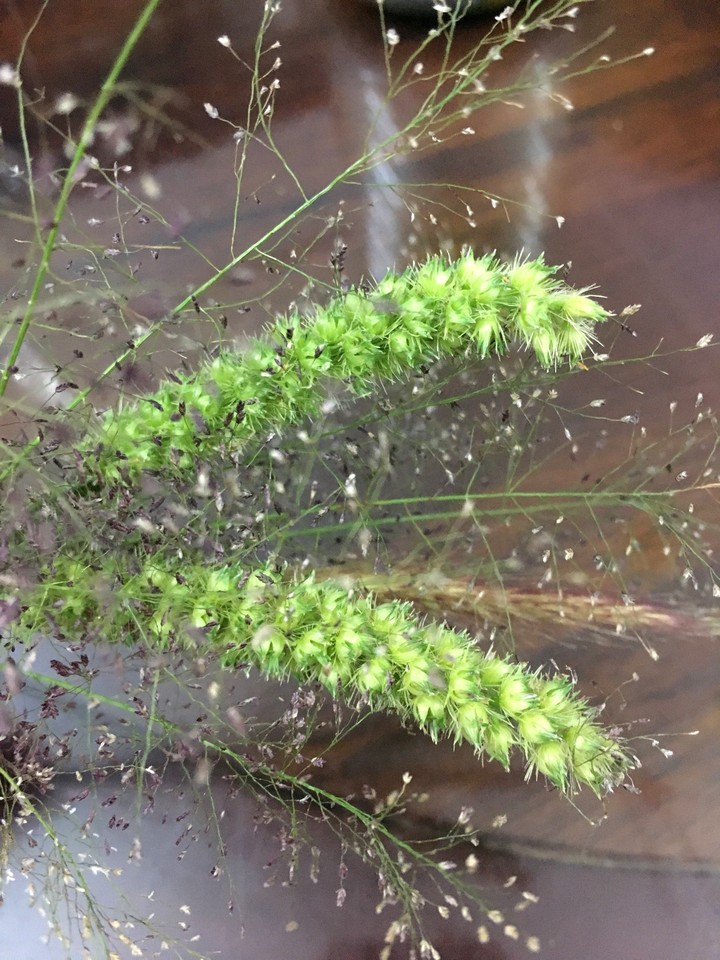 Wild plants