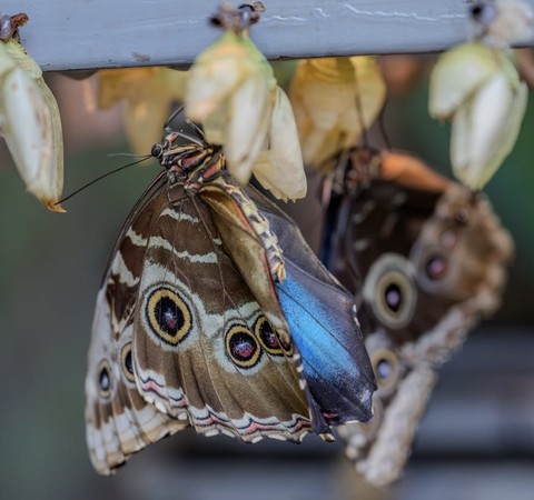 шпалери closeup, butterfly