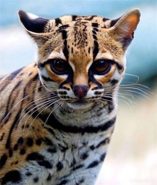 Tiger Cat