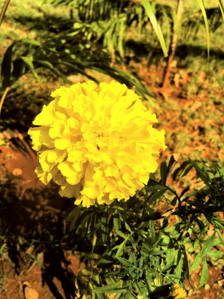 Marigold