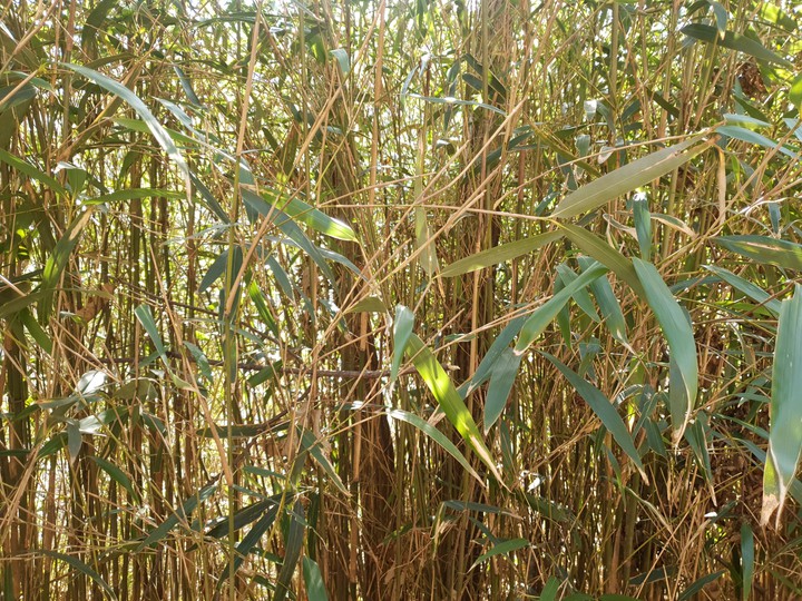 bamboo 대나무