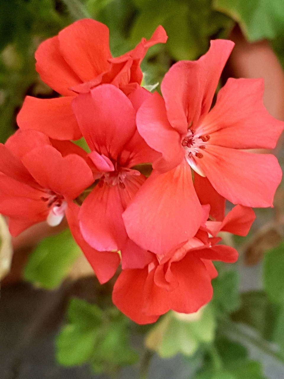 Fiori