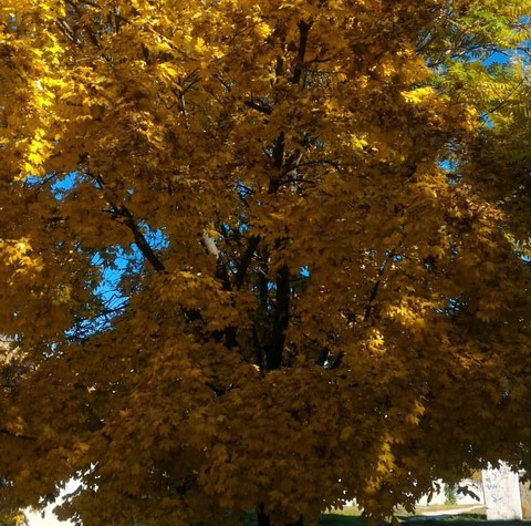 autumn