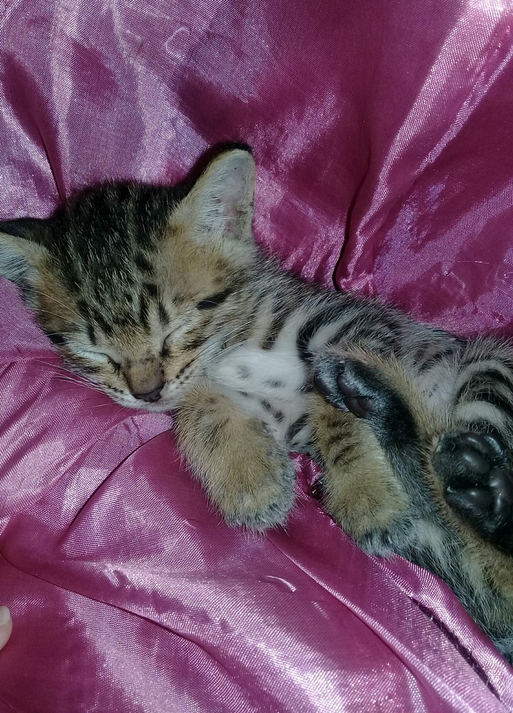 Baby Duma