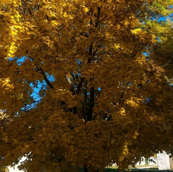 autumn