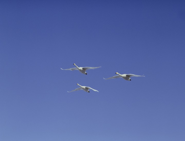 Birds