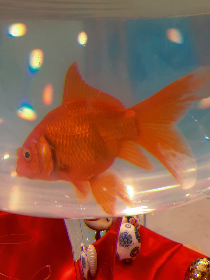 red fish